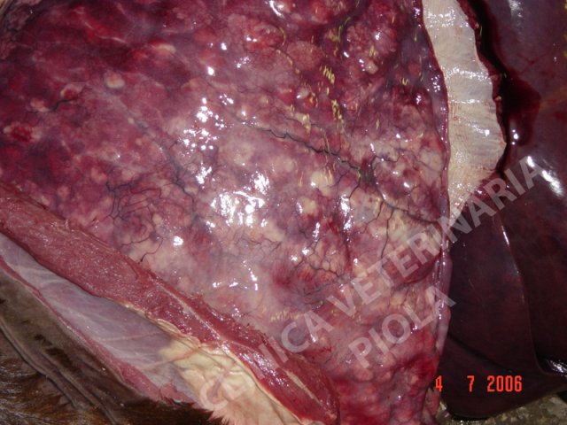 Polmonitge da rodococco